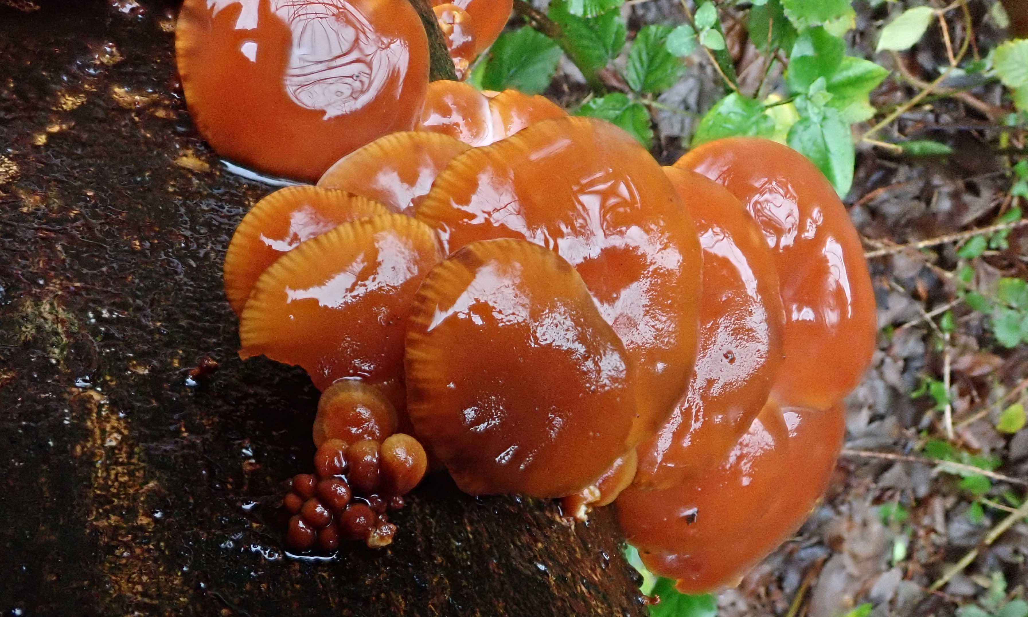 191227 velvet shanks (3)