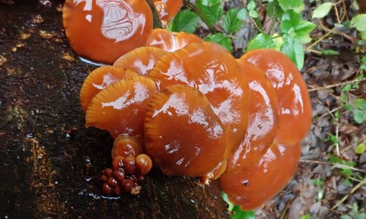 191227 velvet shanks (3)