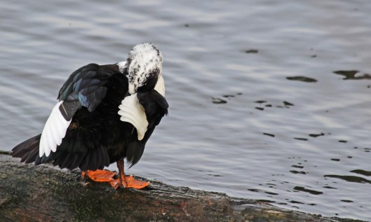 191228 hybrid duck (3)