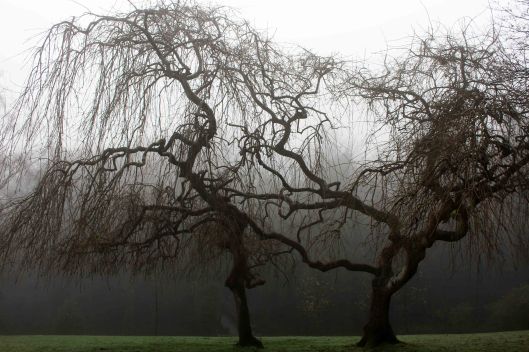 191230 trees in fog (2)