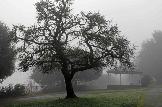 191230 trees in fog (3)