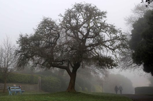 191230 trees in fog (4)