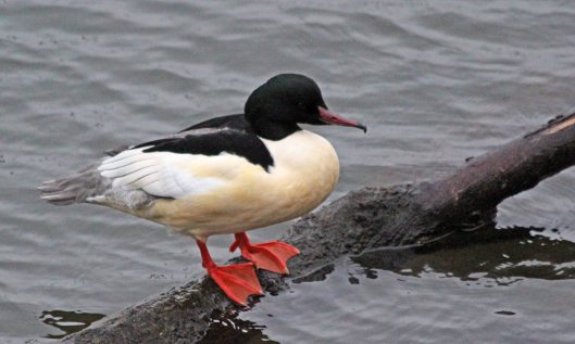 200101 1 male goosander