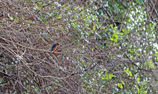 200103 3 kingfisher