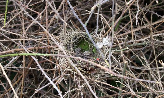200104 birds nest (1)