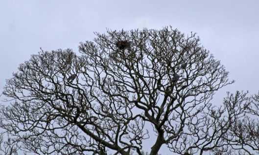 200104 birds nest (2)