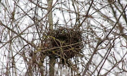 200104 birds nest (4)
