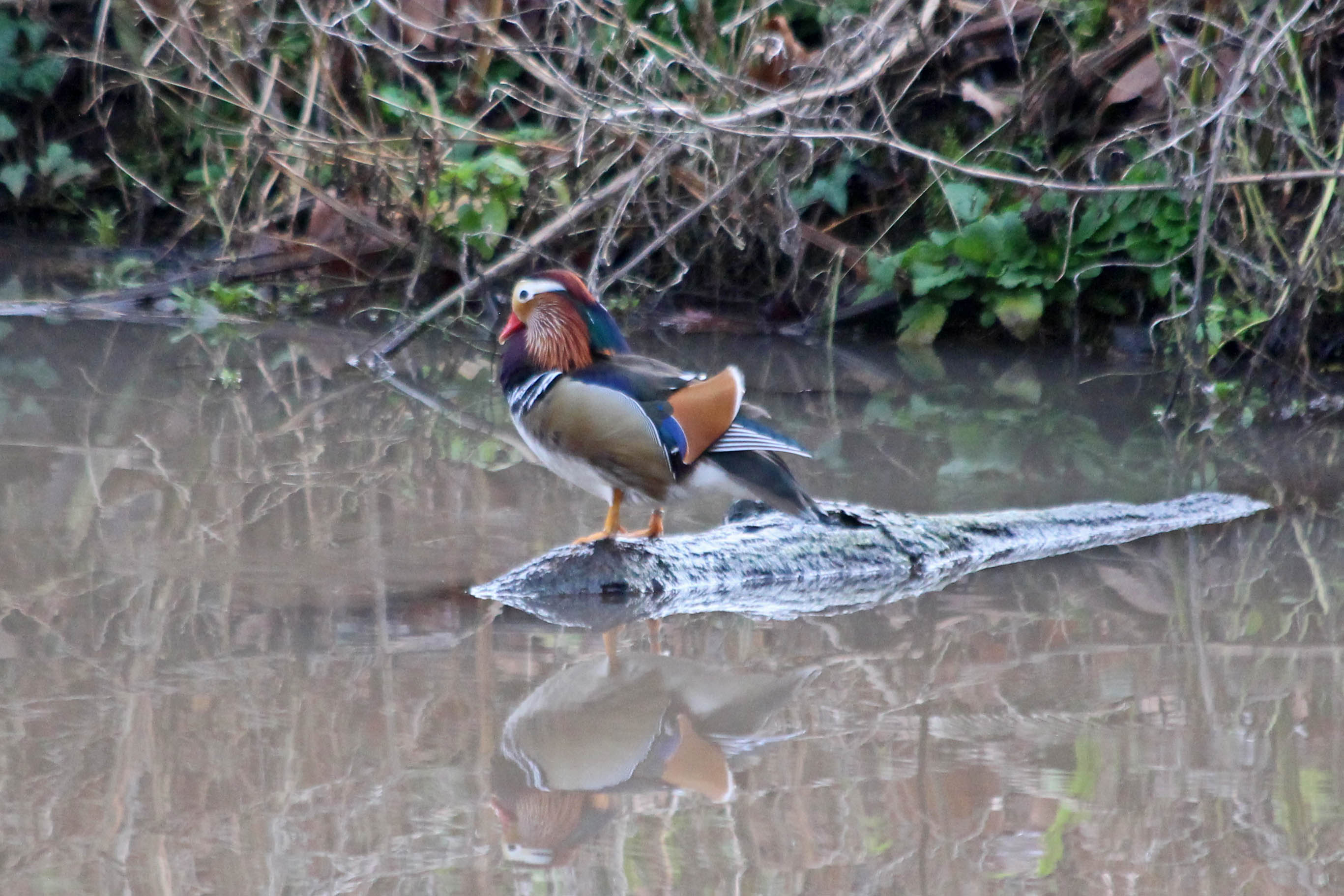 200108 mandarin duck (2)