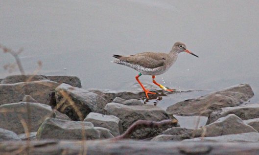 200114 redshank (1)
