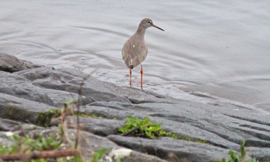 200114 redshank (2)