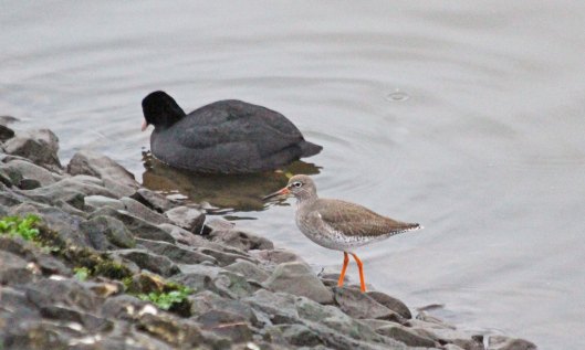 200114 redshank (3)
