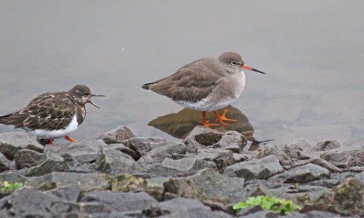 200114 redshank (5)