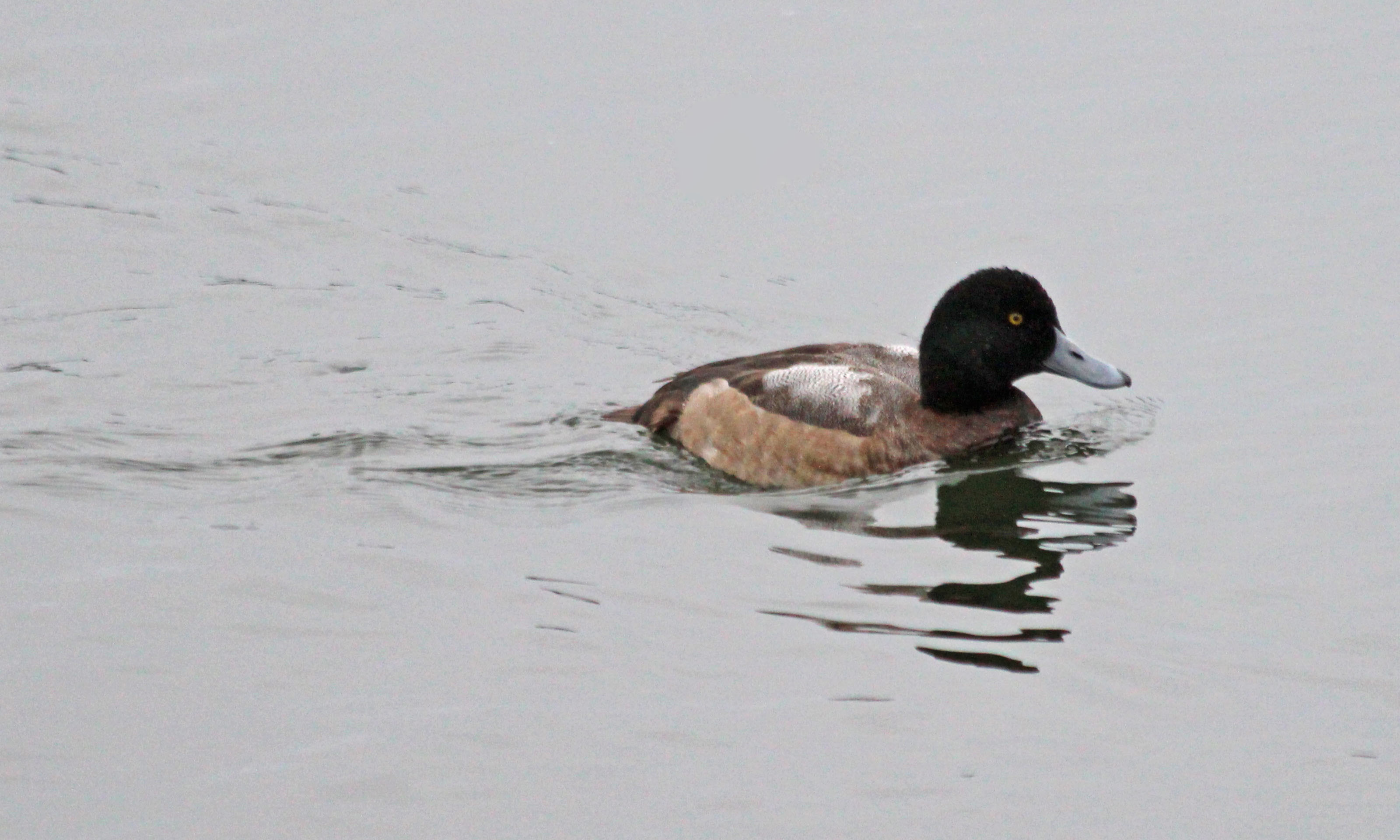 200115 scaup (1)