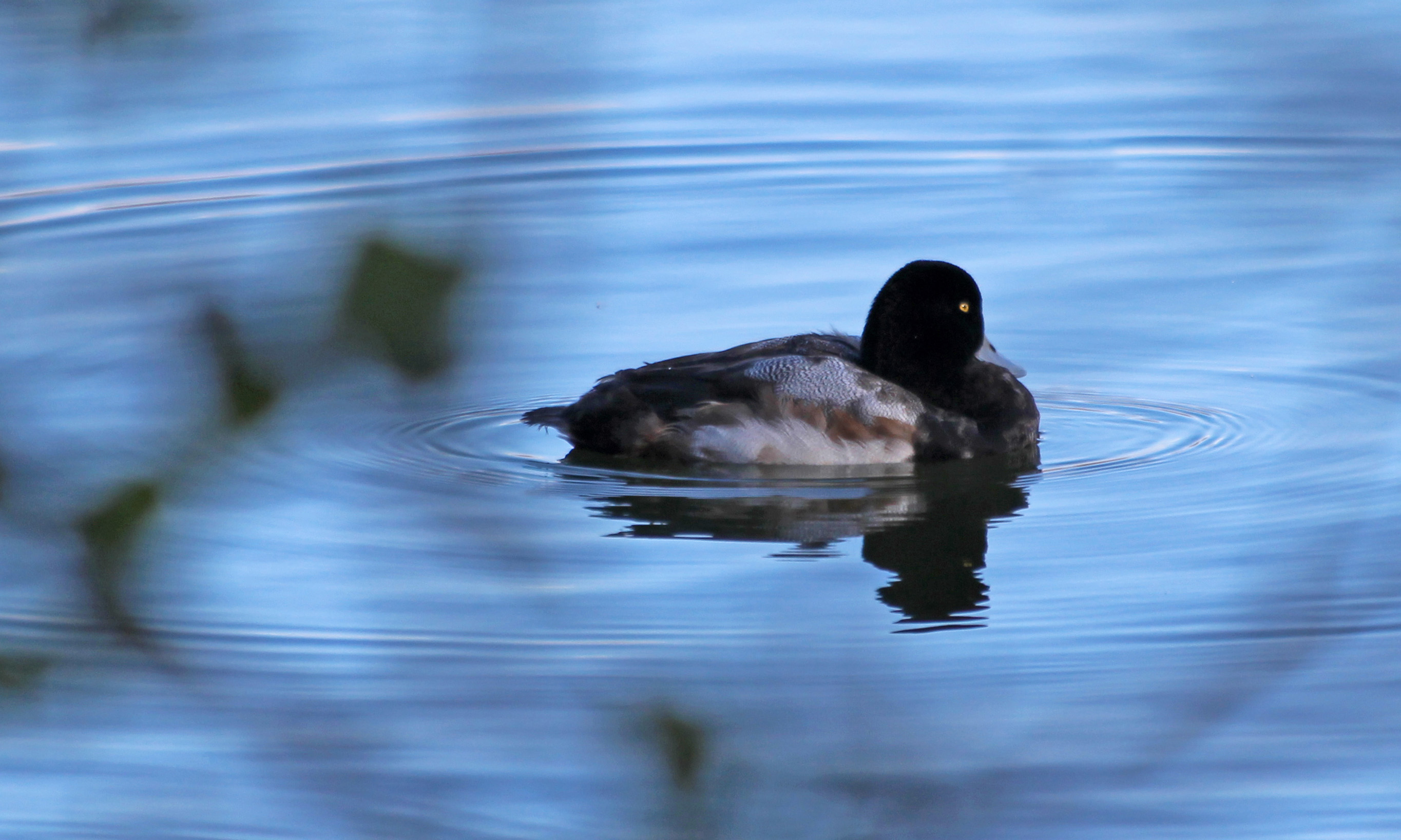 200115 scaup (2)