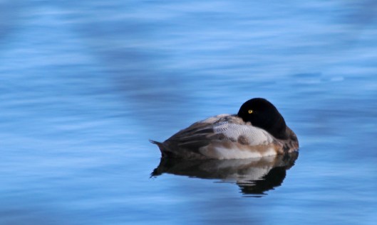 200115 scaup (3)
