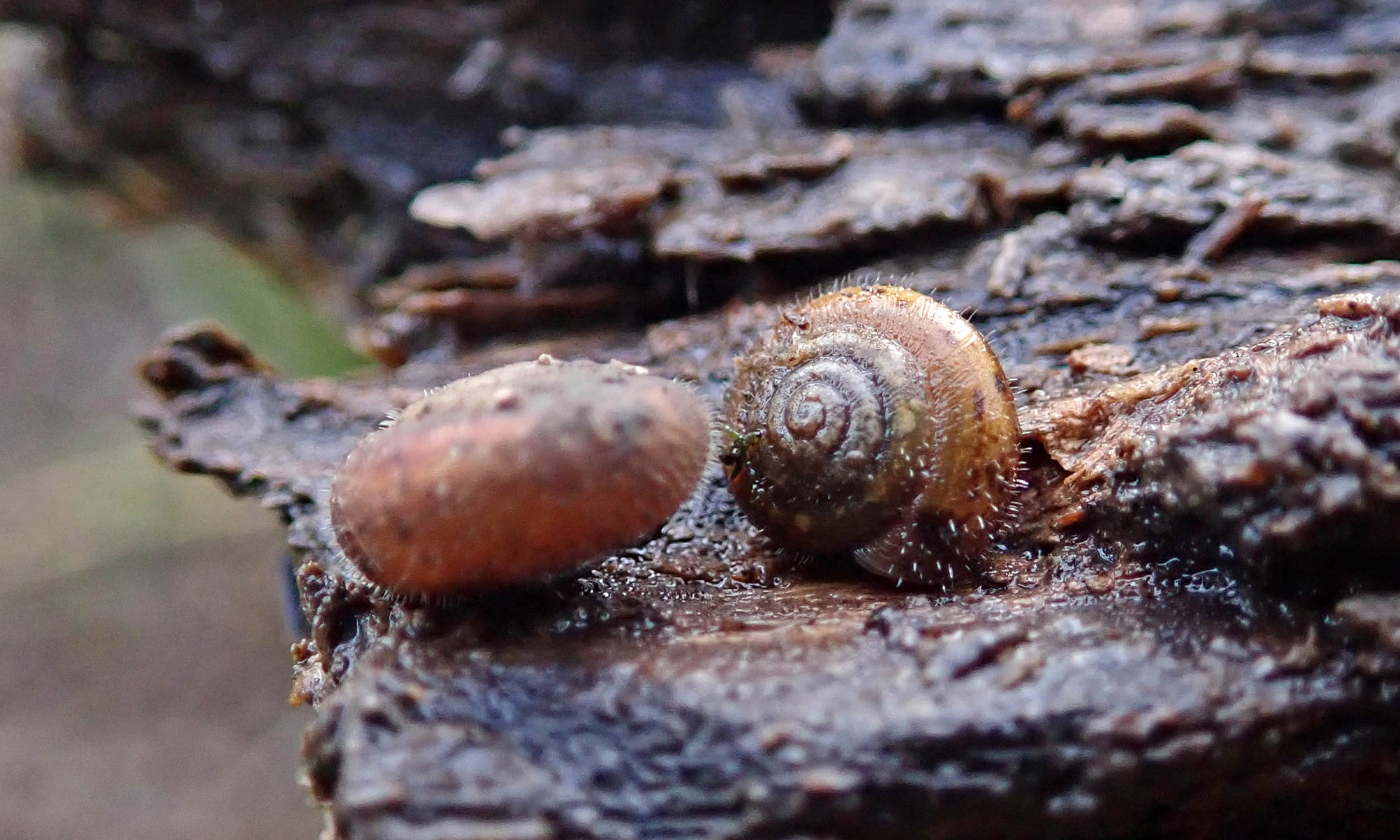200116 7 hairy snails