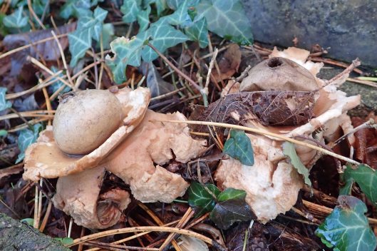 200117 earthstar (1)