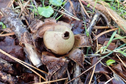 200117 earthstar (2)