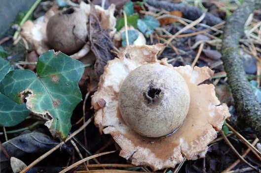 200117 earthstar (3)