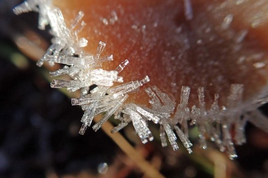 200119 frosty fungi (2)