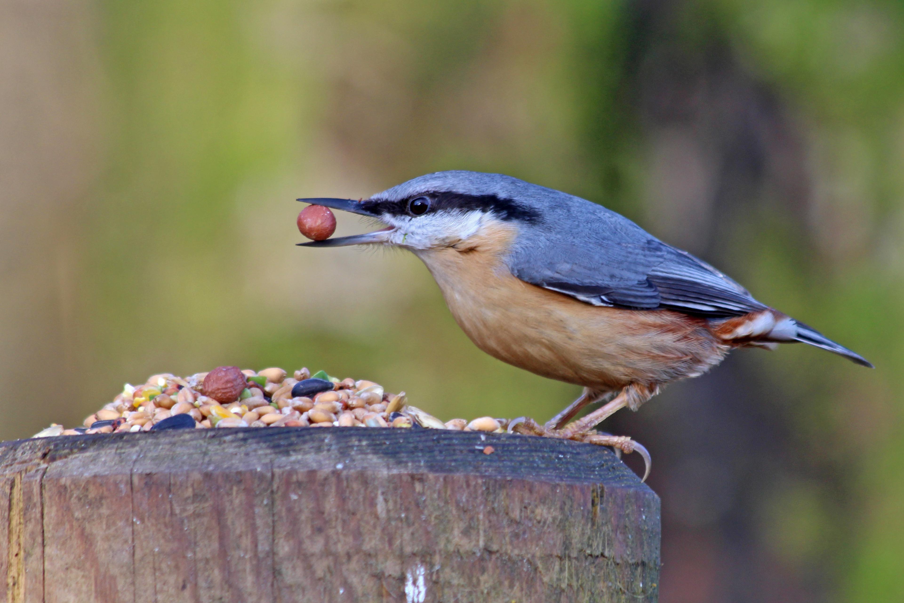 200120 3 nuthatch