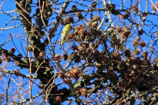 200121 siskin (1)