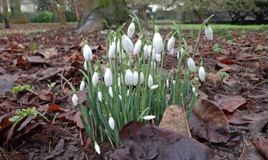 200122 snowdrops (1)
