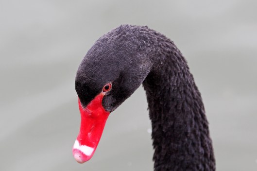 200124 black swan (3)