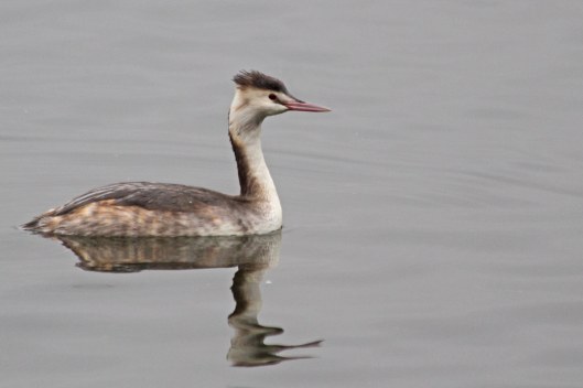 200125 great crested grebe (3)