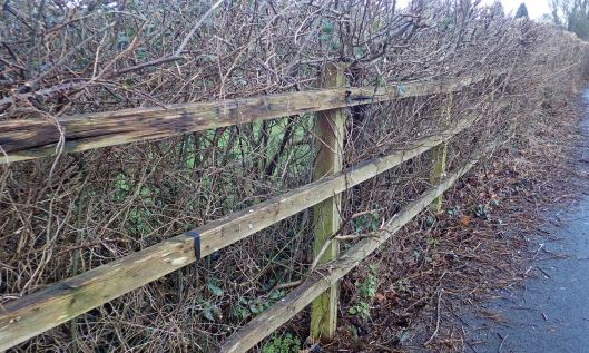 200128 blackthorn (1)