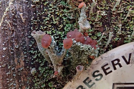 200129 cladonia lichen (1)