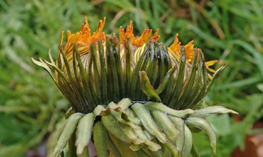 200130 fasciation (2)