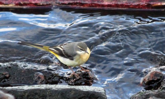 200201 grey wagtail (2)