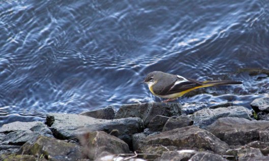 200201 grey wagtail (3)
