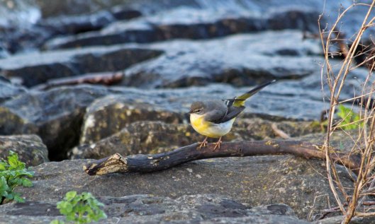 200201 grey wagtail (5)