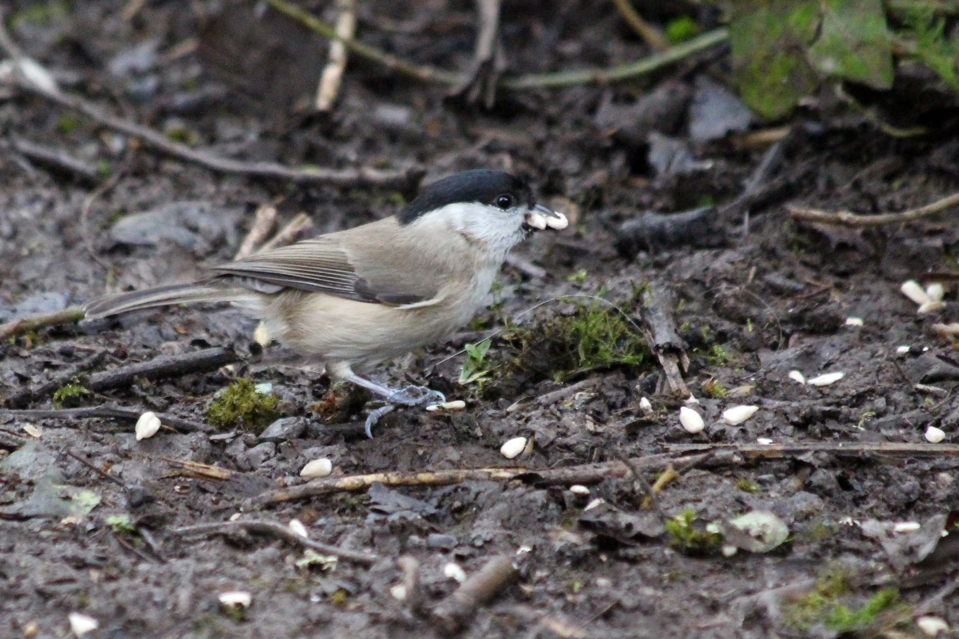 200203 Marsh tit (2)