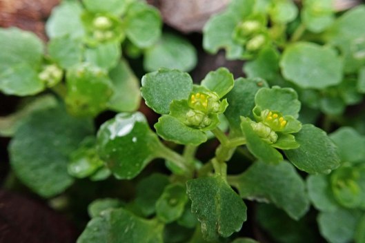 200204 opposite-leaved golden saxifrage (1)