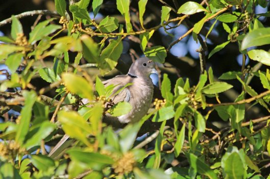 200205 collared dove (1)