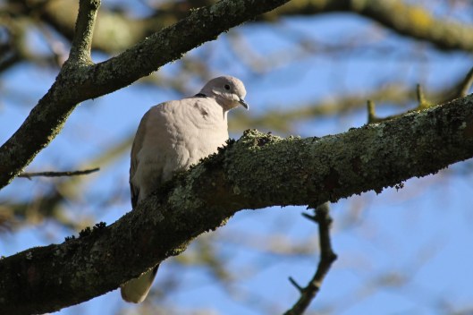 200205 collared dove (2)