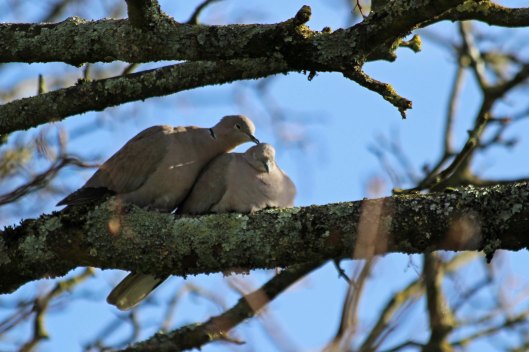 200205 collared dove (3)