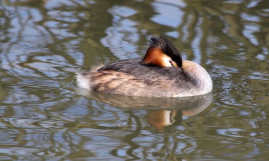 200207 great crested grebe (1)