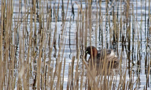 200207 little grebe
