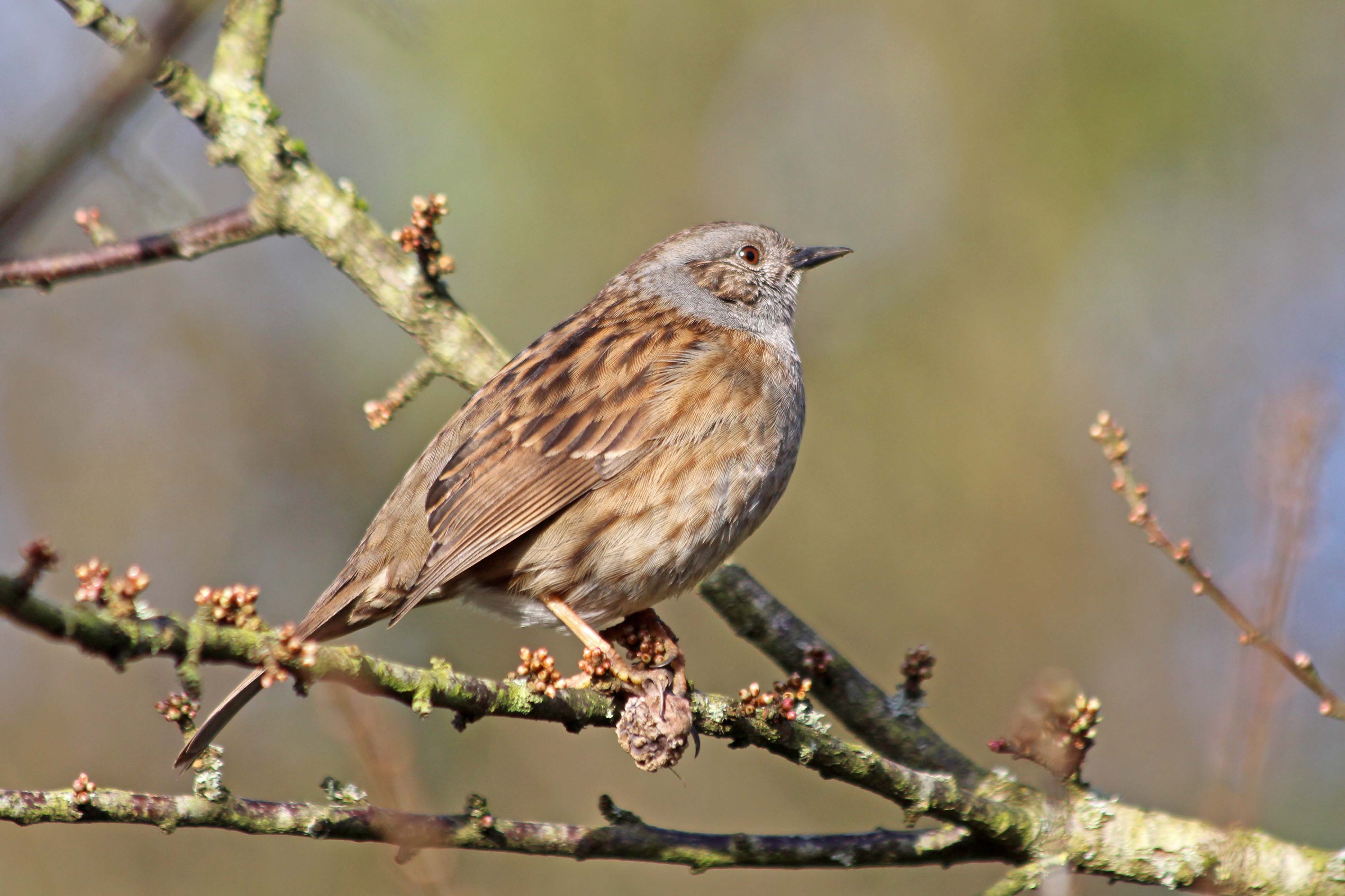 200208 dunnock (1)