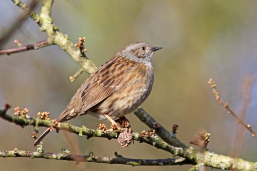 200208 dunnock (1)