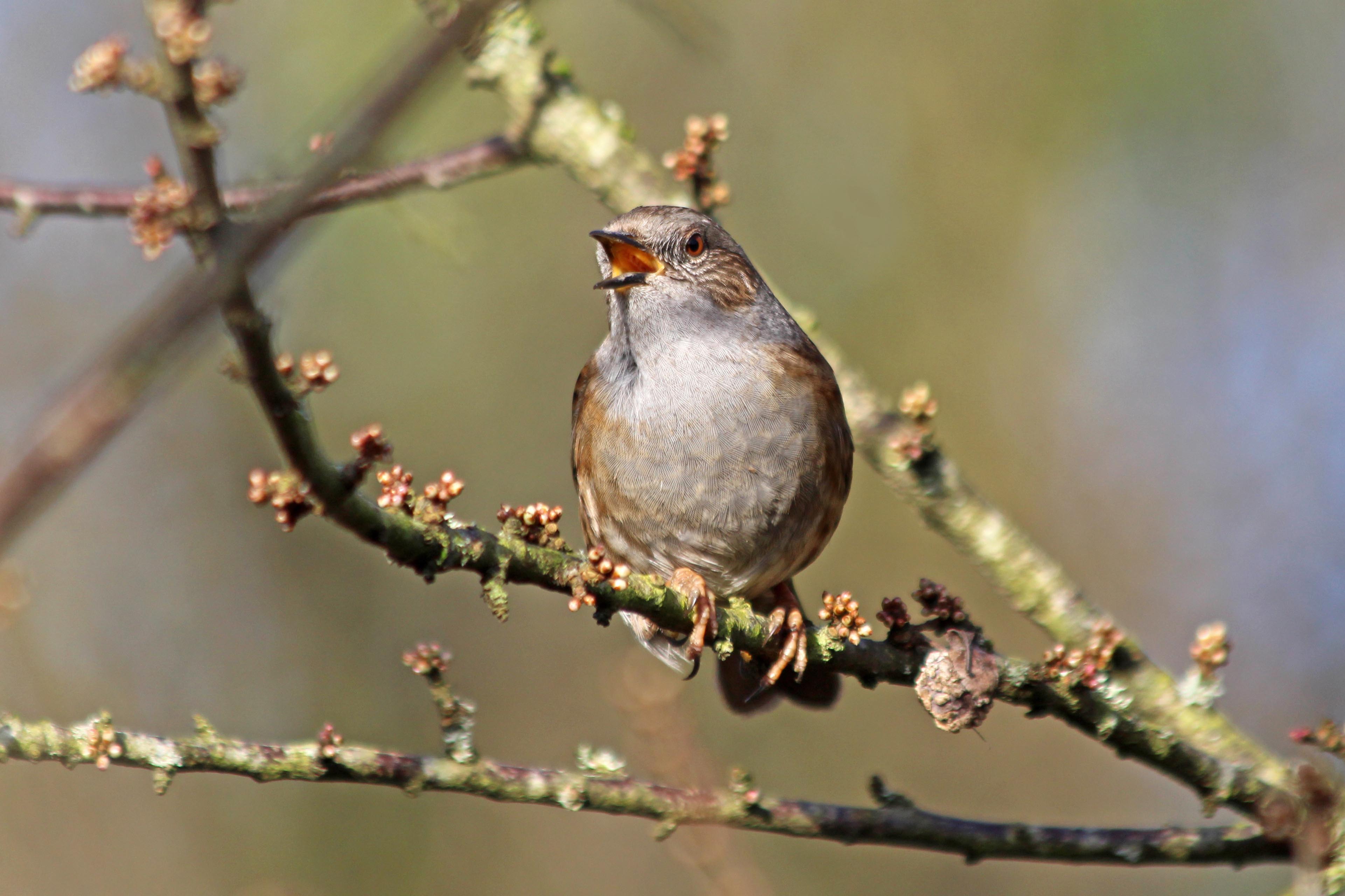 200208 dunnock (2)