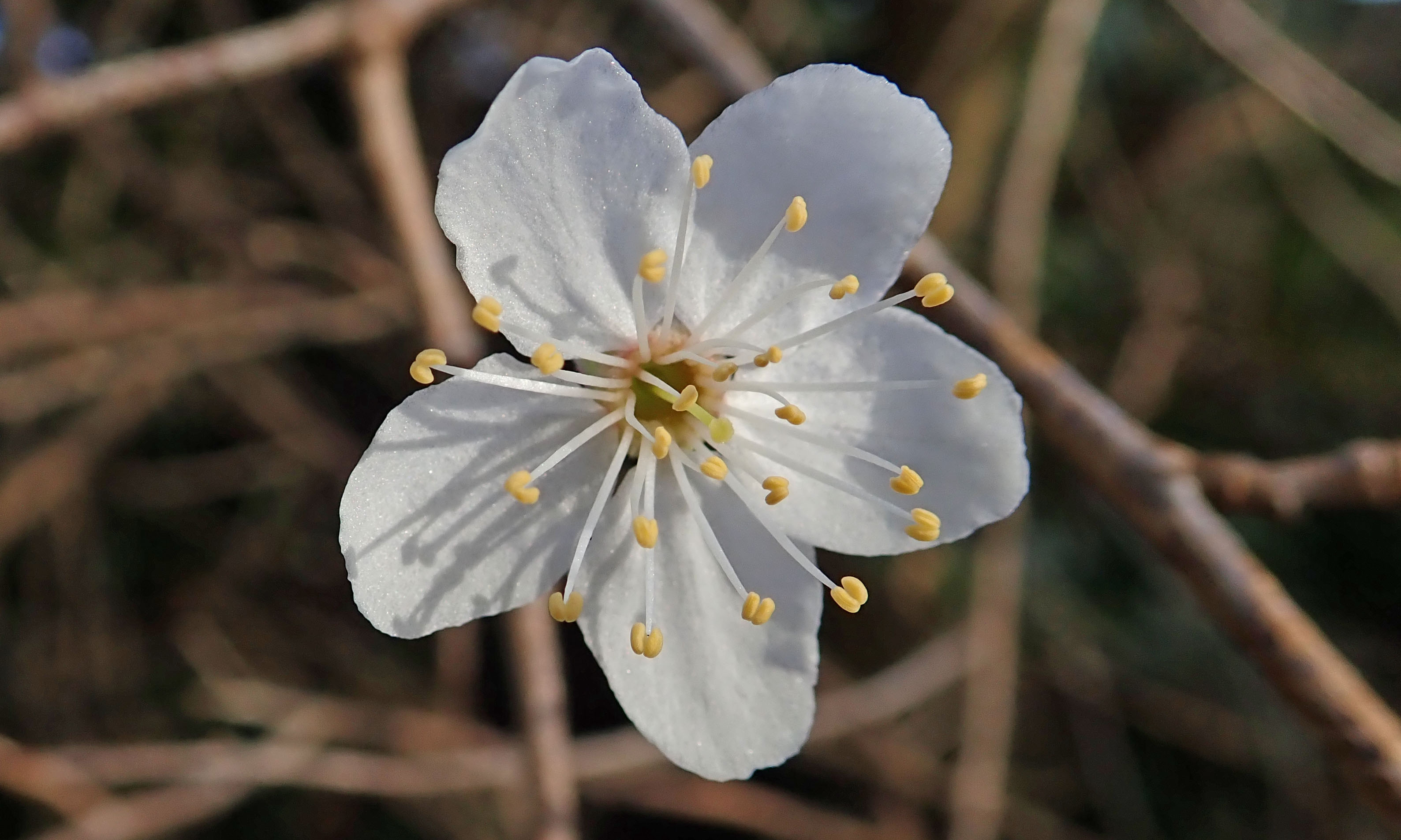 200209 4 cherry plum