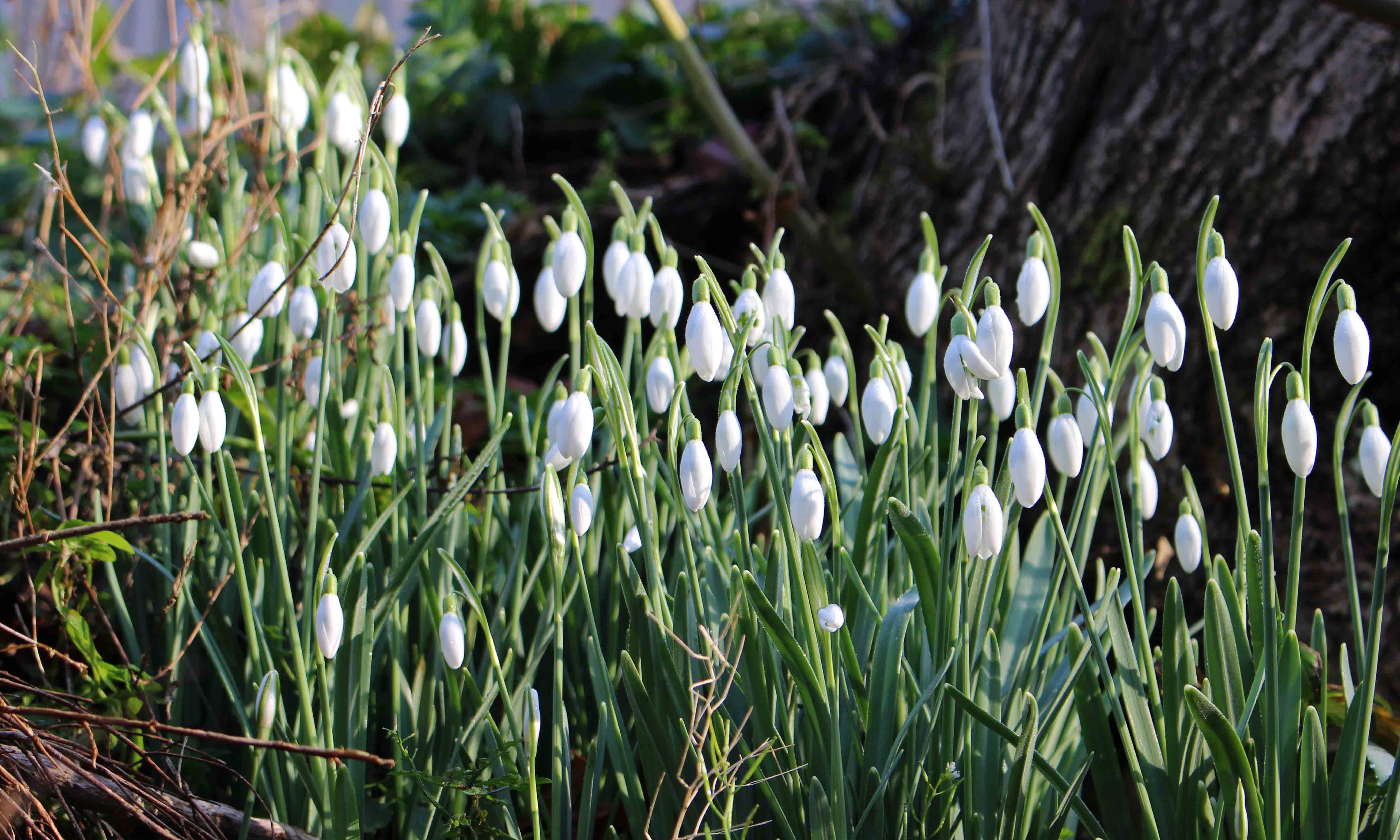 200209 5 snowdrops
