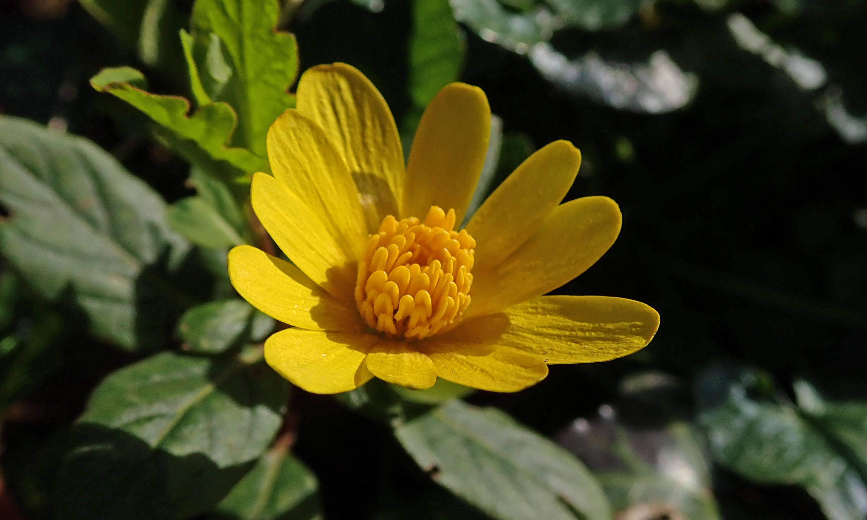 200209 6 lesser celandine