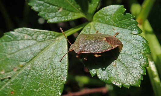 200215 common green shieldbug (1)