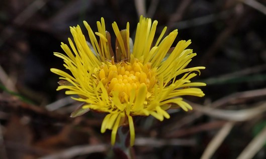 200217 coltsfoot (2)